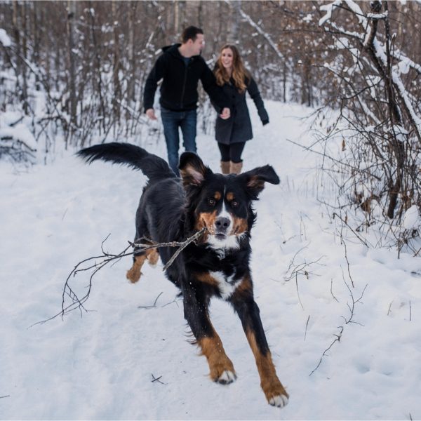 Snowy Sherwood Park Engagement Session I Michelle + Jonathan + Charlie